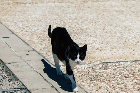 Limassol Cyprus May 10, 2020 View of domestic cat living in the streets of Limassol in Cyprus islandの写真素材