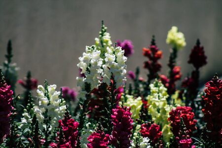 Limassol Cyprus May 10, 2020 Closeup of colorful flowers growing in a public garden in Cyprus islandの写真素材