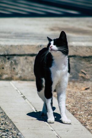 Limassol Cyprus May 10, 2020 View of domestic cat living in the streets of Limassol in Cyprus island