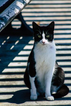Limassol Cyprus May 10, 2020 View of domestic cat living in the streets of Limassol in Cyprus islandの写真素材