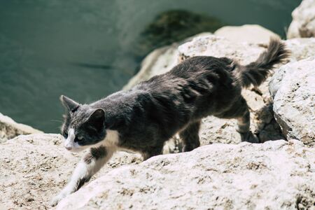 domestic cat living in the streets of Limassol in Cyprus islandの写真素材