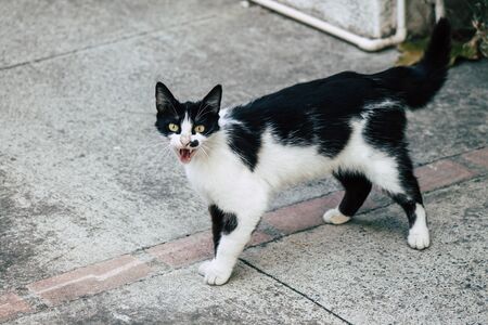 cat living in the streets of Limassol in Cyprus island