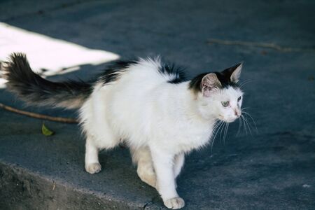 Limassol Cyprus May 24, 2020 View of domestic cat living in the streets of Limassol in Cyprus island