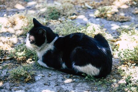 Limassol Cyprus May 24, 2020 View of domestic cat living in the streets of Limassol in Cyprus islandの写真素材