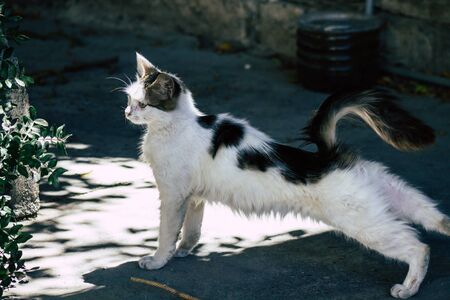 Limassol Cyprus May 24, 2020 View of domestic cat living in the streets of Limassol in Cyprus islandの写真素材