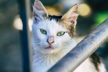 Limassol Cyprus May 24, 2020 View of domestic cat living in the streets of Limassol in Cyprus islandの写真素材