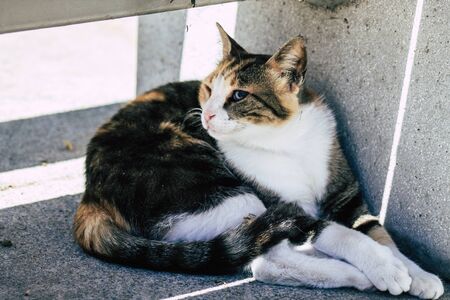 Limassol Cyprus May 24, 2020 View of domestic cat living in the streets of Limassol in Cyprus island