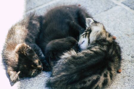 Limassol Cyprus May 24, 2020 View of domestic cat living in the streets of Limassol in Cyprus islandの写真素材