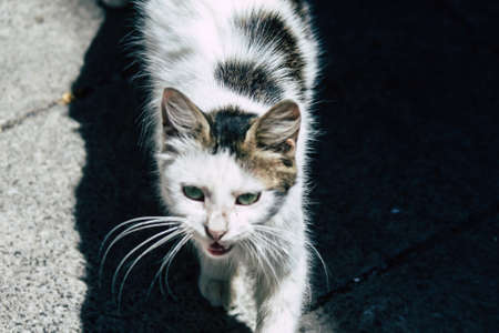 Limassol Cyprus May 24, 2020 View of domestic cat living in the streets of Limassol in Cyprus island