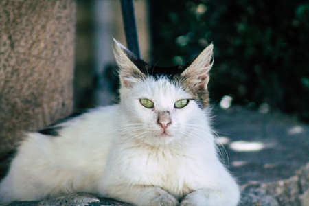 Limassol Cyprus May 24, 2020 View of domestic cat living in the streets of Limassol in Cyprus islandのeditorial素材