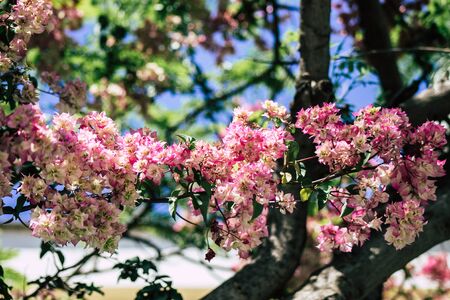 Limassol Cyprus May 26, 2020 Closeup of colorful flowers from a tree in a public garden in Cyprus...
