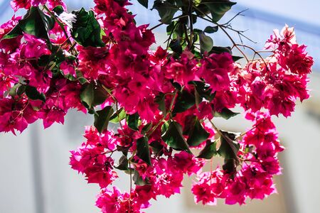 Limassol Cyprus May 26, 2020 Closeup of colorful flowers from a tree in a public garden in Cyprus...