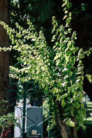 Limassol Cyprus May 28, 2020 View of the municipal public garden located on the coastal avenue right in the heart of the city of Limassol in Cyprus islandの写真素材