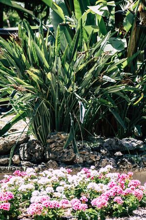 Limassol Cyprus May 28, 2020 View of the municipal public garden located on the coastal avenue right in the heart of the city of Limassol in Cyprus islandの写真素材