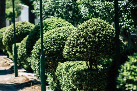 Limassol Cyprus May 28, 2020 View of the municipal public garden located on the coastal avenue right in the heart of the city of Limassol in Cyprus islandの写真素材