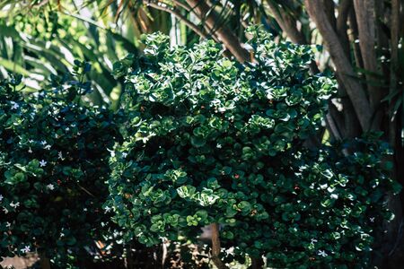 Limassol Cyprus May 28, 2020 View of the municipal public garden located on the coastal avenue right in the heart of the city of Limassol in Cyprus islandの写真素材
