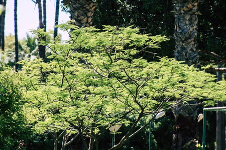 Limassol Cyprus May 28, 2020 View of the municipal public garden located on the coastal avenue right in the heart of the city of Limassol in Cyprus islandの写真素材