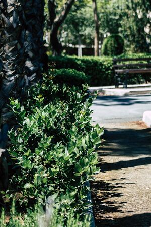 Limassol Cyprus May 28, 2020 View of the municipal public garden located on the coastal avenue right in the heart of the city of Limassol in Cyprus islandの写真素材