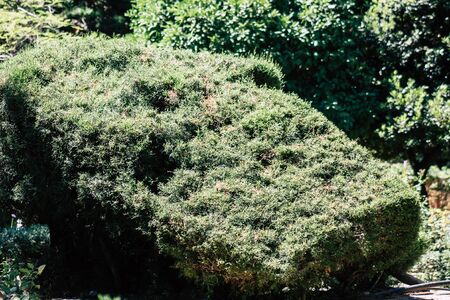 Limassol Cyprus May 28, 2020 View of the municipal public garden located on the coastal avenue right in the heart of the city of Limassol in Cyprus islandの写真素材