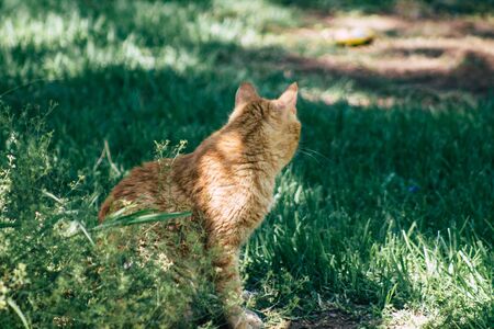 Limassol Cyprus May 28, 2020 View of domestic cat living in the streets of Limassol in Cyprus islandの写真素材