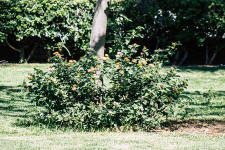 Limassol Cyprus May 28, 2020 View of the municipal public garden located on the coastal avenue right in the heart of the city of Limassol in Cyprus islandの写真素材