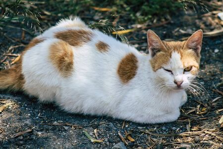 Limassol Cyprus May 28, 2020 View of domestic cat living in the streets of Limassol in Cyprus islandの写真素材