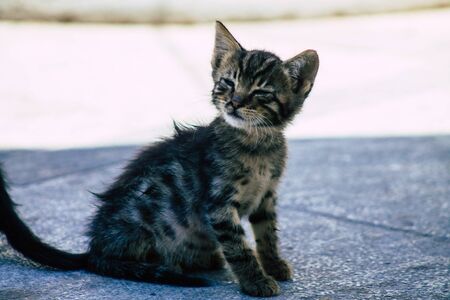Limassol Cyprus May 30, 2020 View of domestic cat living in the streets of Limassol in Cyprus islandの写真素材