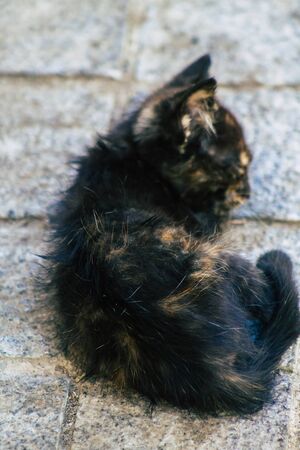Limassol Cyprus May 30, 2020 View of domestic cat living in the streets of Limassol in Cyprus islandの写真素材