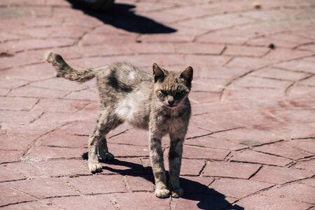 Limassol Cyprus June 03, 2020 View of domestic cat living in the streets of Limassol in Cyprus...