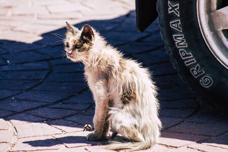 Limassol Cyprus June 03, 2020 View of domestic cat living in the streets of Limassol in Cyprus...
