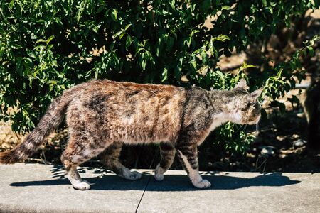 Limassol Cyprus June 03, 2020 View of domestic cat living in the streets of Limassol in Cyprus islandの写真素材