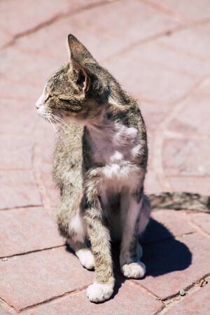 Limassol Cyprus June 03, 2020 View of domestic cat living in the streets of Limassol in Cyprus islandの写真素材