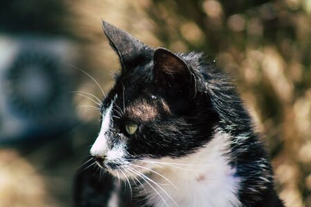 Limassol Cyprus June 03, 2020 View of domestic cat living in the streets of Limassol in Cyprus islandの写真素材