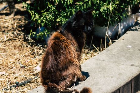 Limassol Cyprus June 03, 2020 View of domestic cat living in the streets of Limassol in Cyprus islandの写真素材