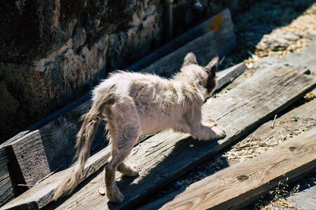 Limassol Cyprus June 03, 2020 View of domestic cat living in the streets of Limassol in Cyprus...