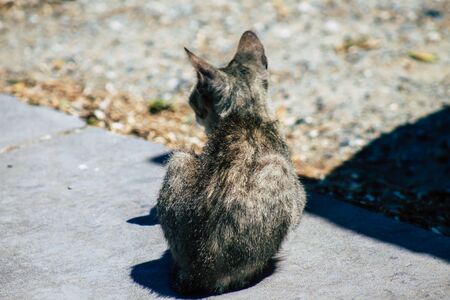 Limassol Cyprus June 03, 2020 View of domestic cat living in the streets of Limassol in Cyprus islandの写真素材