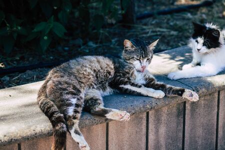 Limassol Cyprus June 03, 2020 View of domestic cat living in the streets of Limassol in Cyprus...