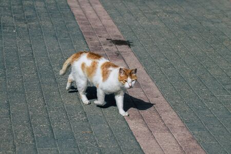 Limassol Cyprus June 10, 2020 View of domestic cat living in the streets of Limassol in Cyprus islandの写真素材