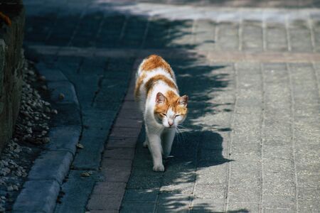 Limassol Cyprus June 10, 2020 View of domestic cat living in the streets of Limassol in Cyprus islandの写真素材
