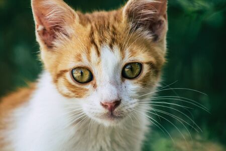 Limassol Cyprus June 10, 2020 View of domestic cat living in the streets of Limassol in Cyprus islandの写真素材