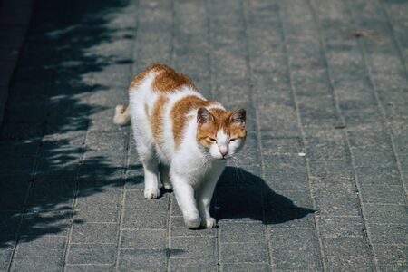 Limassol Cyprus June 10, 2020 View of domestic cat living in the streets of Limassol in Cyprus islandの写真素材