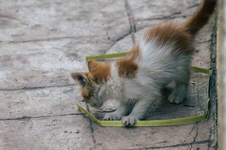 Limassol Cyprus June 10, 2020 View of domestic cat living in the streets of Limassol in Cyprus islandの写真素材