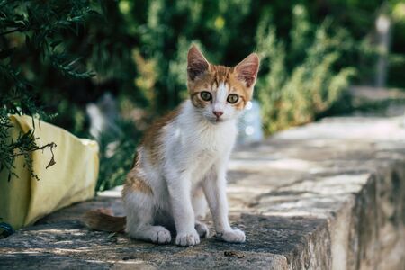 Limassol Cyprus June 10, 2020 View of domestic cat living in the streets of Limassol in Cyprus islandの写真素材