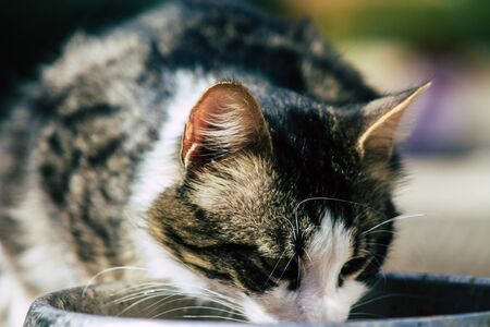 Limassol Cyprus June 10, 2020 View of domestic cat living in the streets of Limassol in Cyprus islandの写真素材