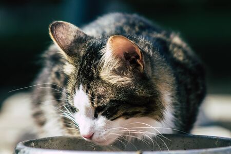 Limassol Cyprus June 10, 2020 View of domestic cat living in the streets of Limassol in Cyprus islandの写真素材