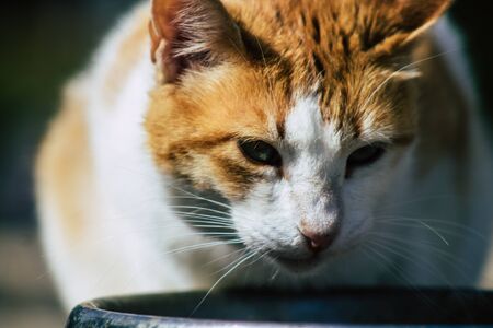 Limassol Cyprus June 10, 2020 View of domestic cat living in the streets of Limassol in Cyprus islandの写真素材