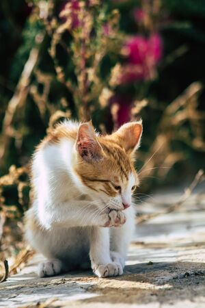 Limassol Cyprus June 10, 2020 View of domestic cat living in the streets of Limassol in Cyprus islandの写真素材
