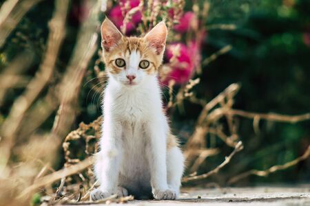 Limassol Cyprus June 10, 2020 View of domestic cat living in the streets of Limassol in Cyprus...