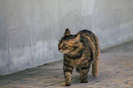 Limassol Cyprus June 10, 2020 View of domestic cat living in the streets of Limassol in Cyprus...