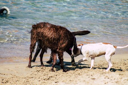Tel Aviv Israel October 05, 2019 View of unknowns dog having fun on the beach of Tel Aviv in the...